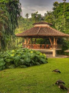 Read more about the article Plantacja kawy Hacienda Venecia – Manizales, Kolumbia