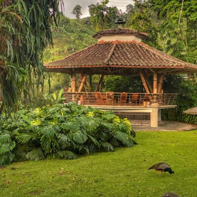 Plantacja kawy Hacienda Venecia – Manizales, Kolumbia